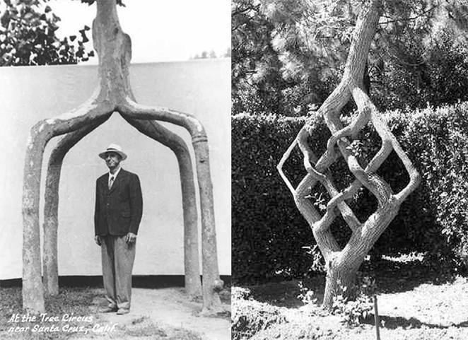 Axel Erlandson Axel Erlandson39s living Circus Tree sculptures TreeHugger