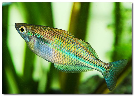 Axelrod's rainbowfish wwwgrosvenortropicalscoukcommonpagesimages