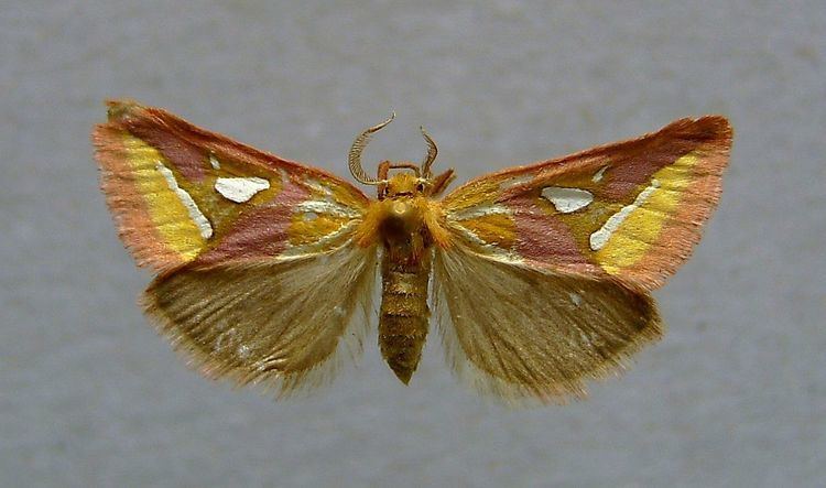 Axia (moth)