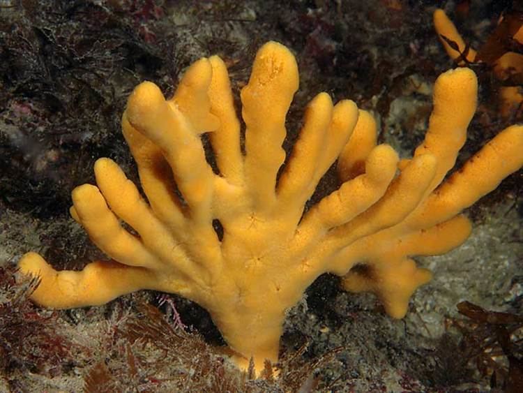 Axinella MarLIN The Marine Life Information Network Yellow staghorn