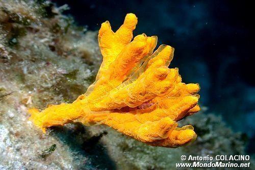 Axinella Axinella polypoides Yelloworange branching sponge