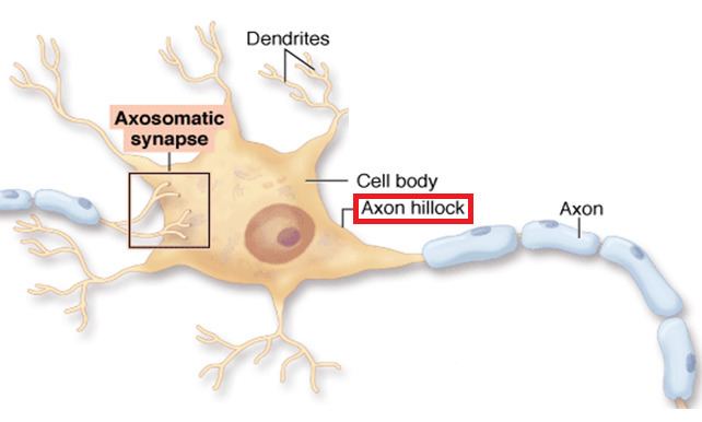 Axon hillock