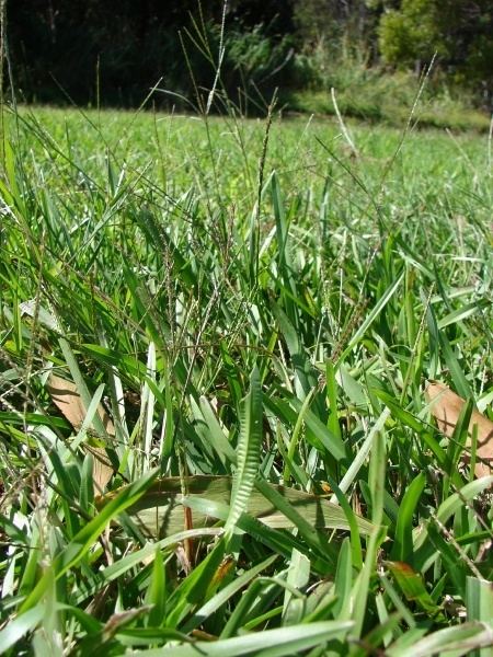 Axonopus fissifolius Carpet grass Axonopus fissifolius Feedipedia