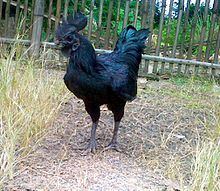 Ayam Cemani Ayam Cemani Wikipedia