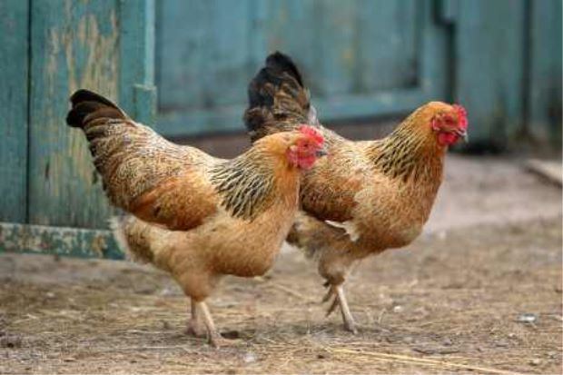 Ayam Kampong PPAKM Sasar 60 Juta Tan Ayam Kampung Setahun Niaga mStar