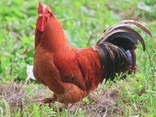 Ayam Kampong DINARA AGRO FARM PANDUAN MENTERNAK AYAM KAMPUNG
