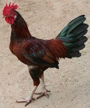 Ayam Kampong Village Chickens Sumatran Feet