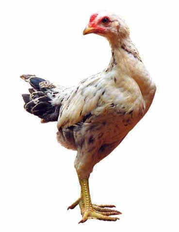A Cock of Ayam Kampong or Ayam Kampung is the chicken breed