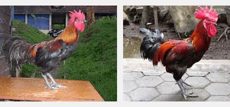 Ayam Pelung Harga Ayam Pelung Dari Bibit Hingga Dewasa Situs Ayam Bangkok