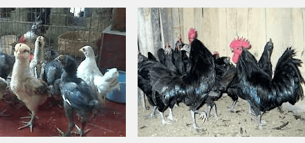 Ayam Pelung Harga Ayam Pelung Dari Bibit Hingga Dewasa Situs Ayam Bangkok