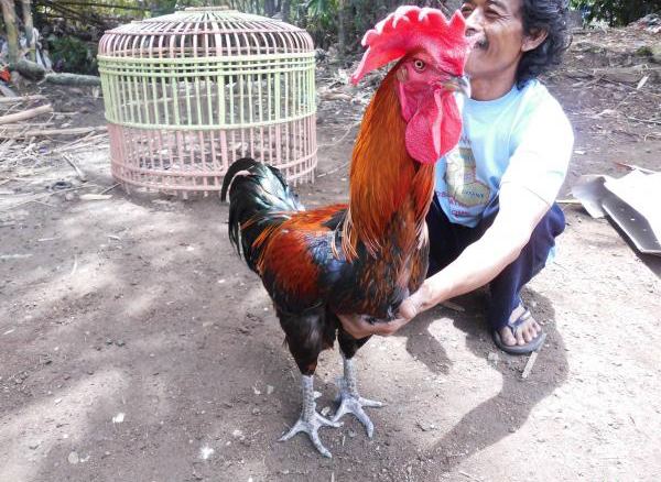 Ayam Pelung blog jesril zuwito mengenal ayam pelung