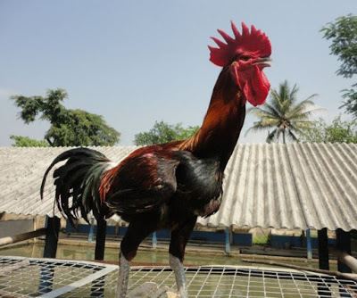 Ayam Pelung Mengenal CiriCiri Ayam Pelung Berkualitas Super Ternak Pertama