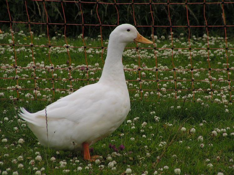 Aylesbury duck Aylesbury Ducks Green Up Clean Up Cornwall