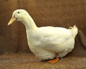 Aylesbury duck httpslivestockconservancyorgimagesuploadsab