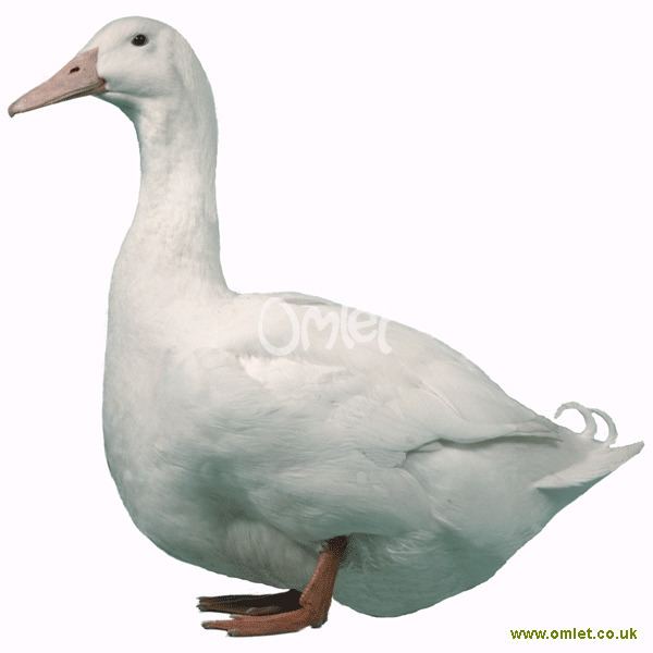 Aylesbury duck Aylesbury For Sale Ducks Breed Information Omlet