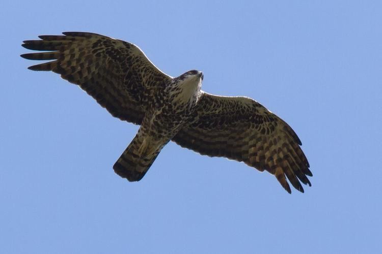 Ayres's hawk-eagle Ayres39s Hawkeagle Hieraaetus ayresii videos photos and sound