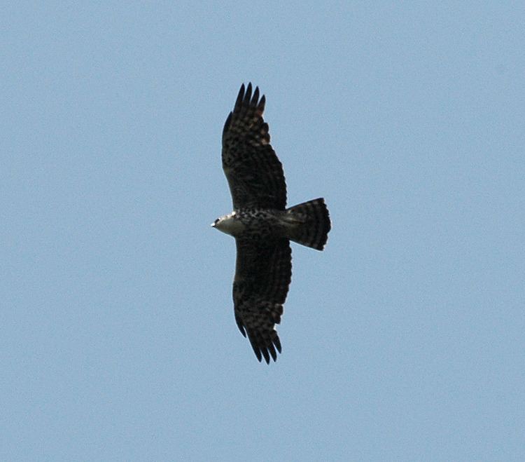 Ayres's hawk-eagle httpsuploadwikimediaorgwikipediacommons55