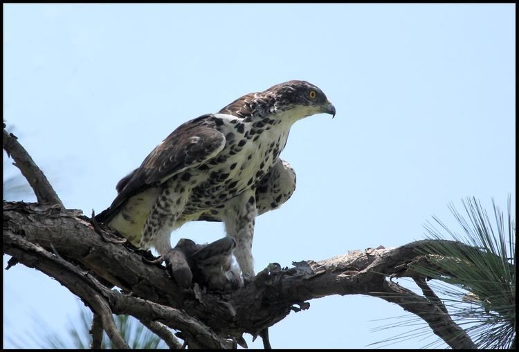 Ayres's hawk-eagle Ayres39s HawkEagle