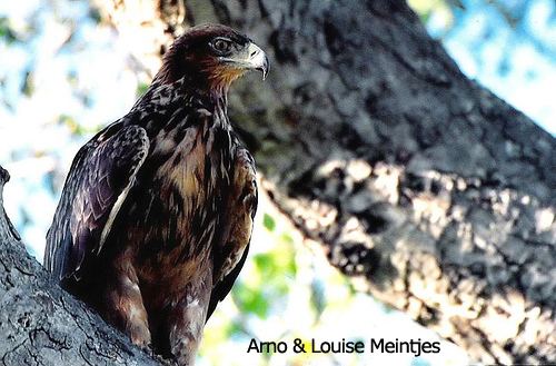 Ayres's hawk-eagle Ayress HawkEagle Hieraaetus ayresii Planet of Birds