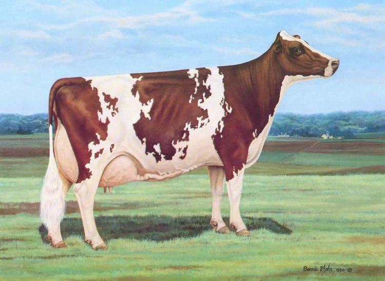Ayrshire cattle US ABA Why Ayrshires