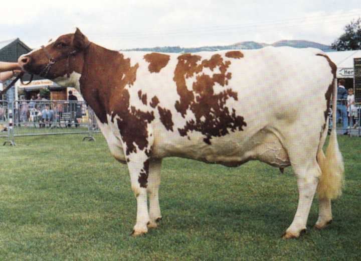Ayrshire cattle Ayrshire