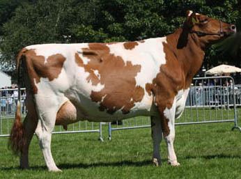Ayrshire cattle Ayrshire Cow Knowledge Base LookSeekcom