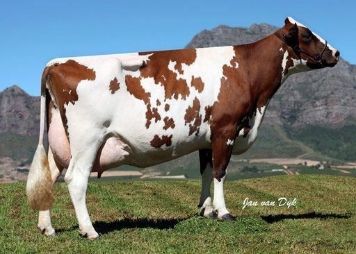 Ayrshire cattle Ayrshire cow Scotland 12001500 High milk producer BAD Temper