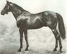 Ayrshire (horse) httpsuploadwikimediaorgwikipediacommonsthu