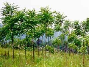 Azadirachta excelsa Official Website of Forest Department Sarawak