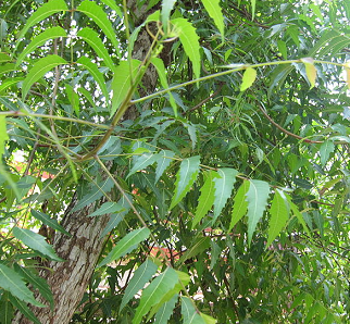 Azadirachta indica Description and Medicinal Uses of Azadirachta Indica Neem