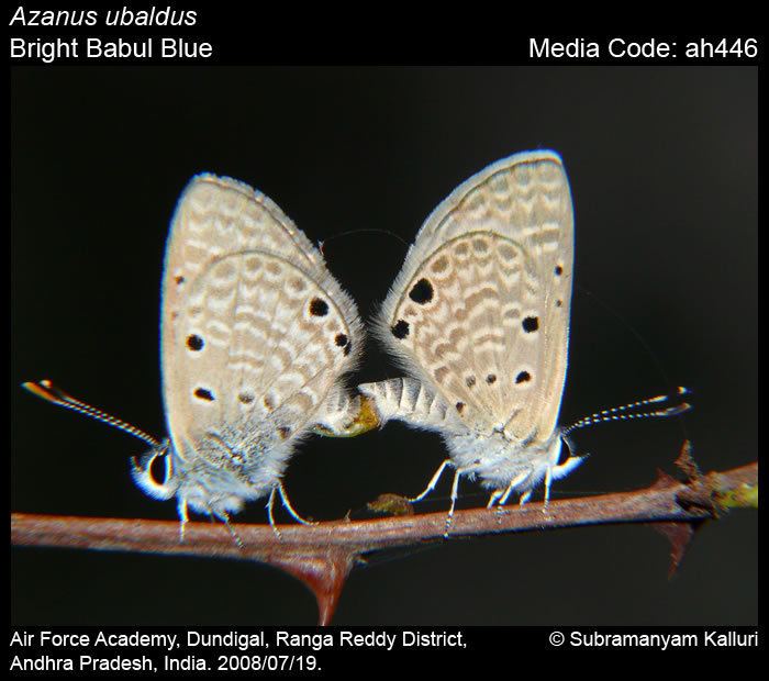 Azanus Azanus ubaldus Bright Babul Blue Butterflies of India