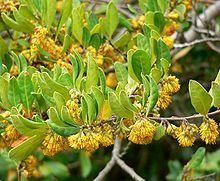 Azara (plant) httpsuploadwikimediaorgwikipediacommonsthu