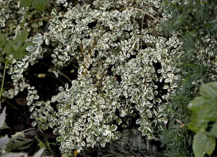 Azara (plant) Azara a broadleaved evergreen with airy grace OregonLivecom