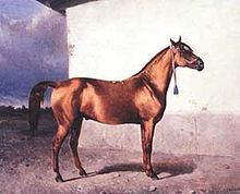 Azerbaijan horse httpsuploadwikimediaorgwikipediacommonsthu