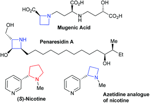 Azetidine Synthesis of azetidines and pyrrolidines via iodocyclisation of