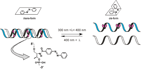 Azobenzene Glen Report RNA amp DNA Oligonucelotide Synthesis Modification