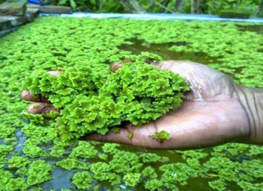 Azolla Azolla Farming step by step and Health Benefits