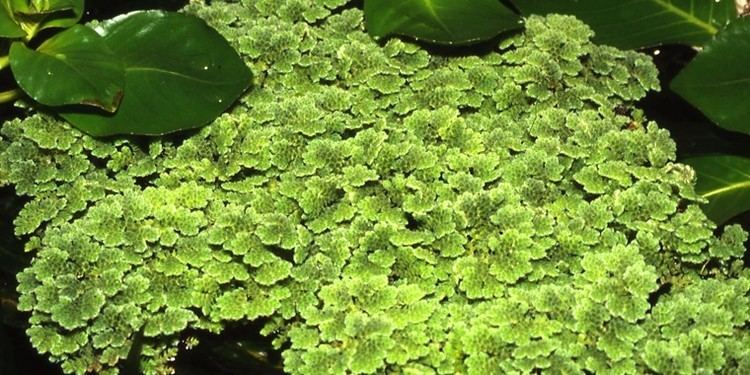 Azolla caroliniana Azolla caroliniana Tropica Aquarium Plants