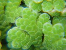 Azolla caroliniana httpsuploadwikimediaorgwikipediacommonsthu