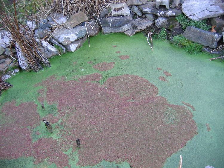 Azolla caroliniana Azolla caroliniana Wikipedia