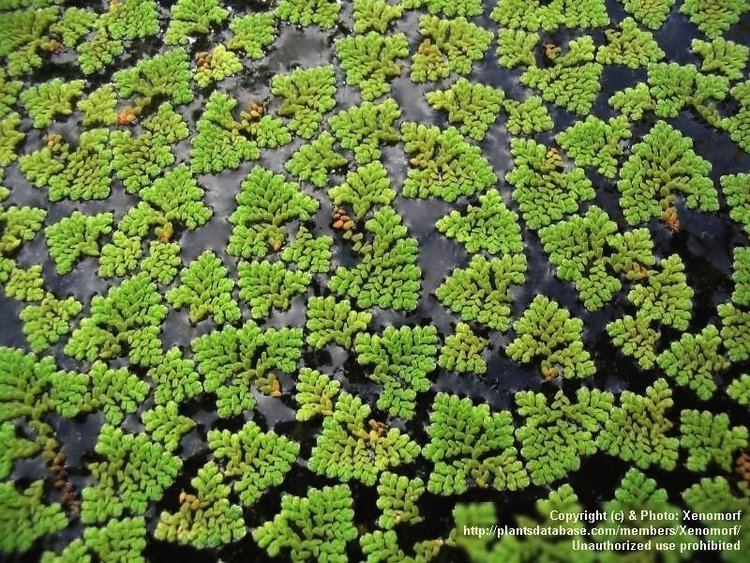 Azolla pinnata AZOLLA PINNATA herbis mundi