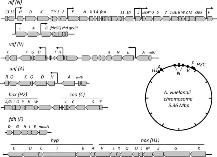 Azotobacter vinelandii Genome Sequence of Azotobacter vinelandii an Obligate Aerobe