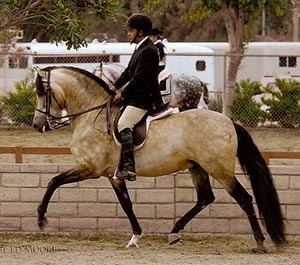 Azteca horse AAHIA Breed Info