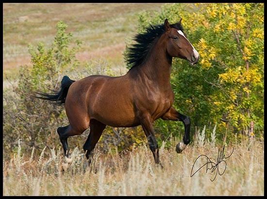 Azteca horse American Azteca Horse International Association