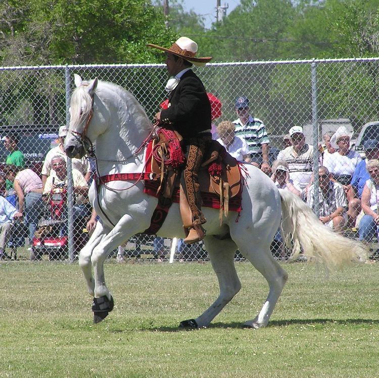 Azteca horse Azteca horse Wikipedia