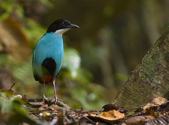 Azure-breasted pitta Oriental Bird Club Image Database Photographers