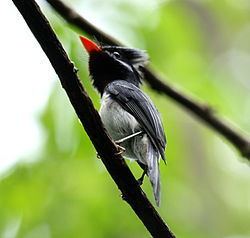 Azure-crested flycatcher httpsuploadwikimediaorgwikipediacommonsthu