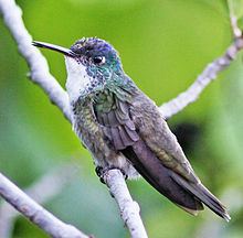 Azure-crowned hummingbird httpsuploadwikimediaorgwikipediacommonsthu