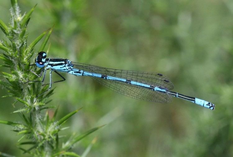 Azure damselfly Azure Damselfly Chris Brooks Photography