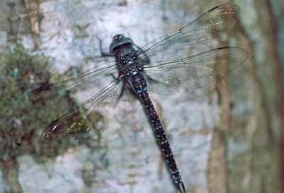 Azure hawker Dragonflies and Damselflies
